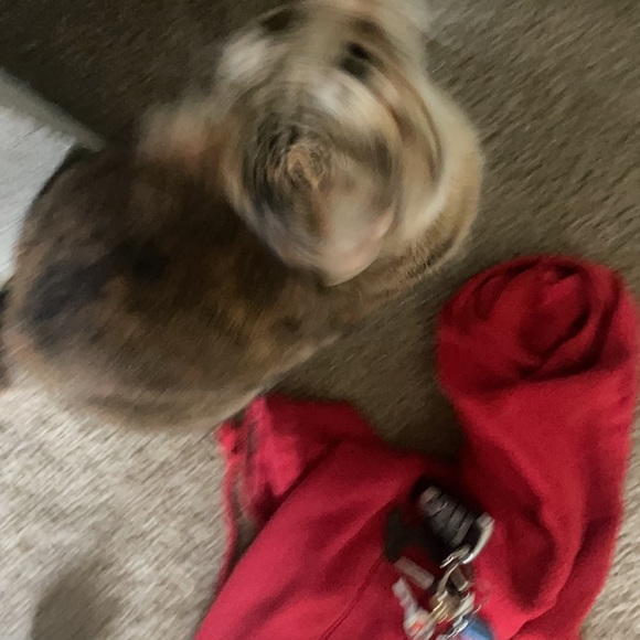 KAT - Picture 2 of 3